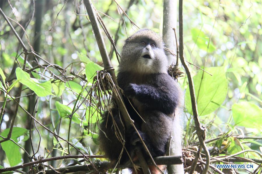 RWANDA-VOLCANOES NATIONAL PARK-GOLDEN MONKEY