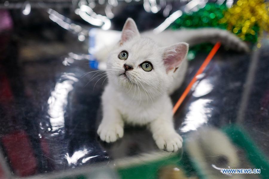 RUSSIA-MOSCOW-CAT SHOW