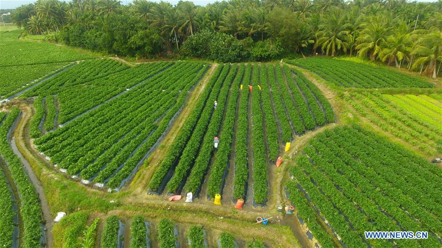 CHINA-HAINAN-QIONGHAI-PEPPER-HARVEST (CN)