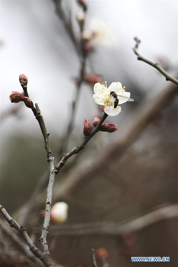 CHINA-HANGZHOU-PLUM BLOSSOMS (CN)