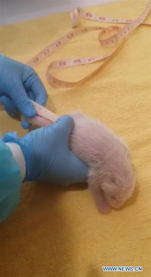 MALAYSIA-KUALA LUMPUR-NEW BORN PANDA