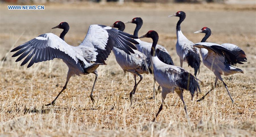 CHINA-XIGAZE-BLACK-NECKED CRANE (CN)