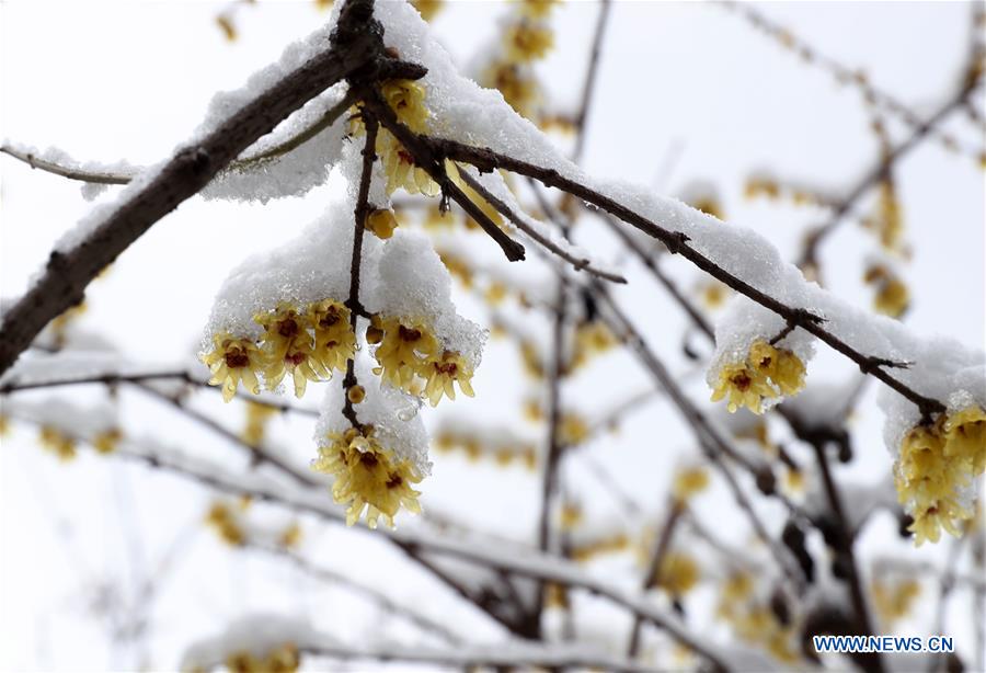 CHINA-SHANGHAI-SNOW-PLUM BLOSSOM(CN)