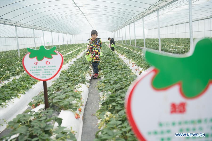 CHINA-ZHEJIANG-STRAWBERRY-TOURIST(CN)