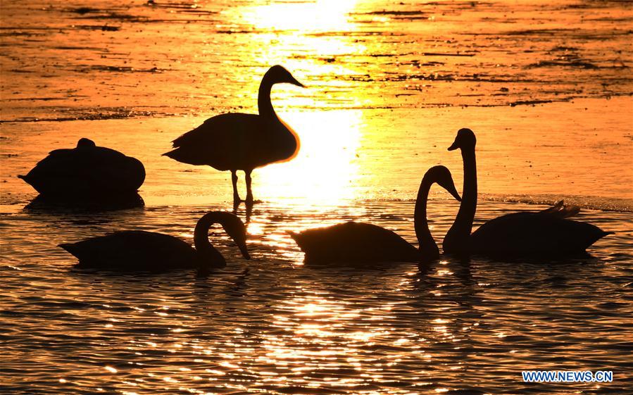 CHINA-HENAN-SANMENXIA-SWANS (CN)