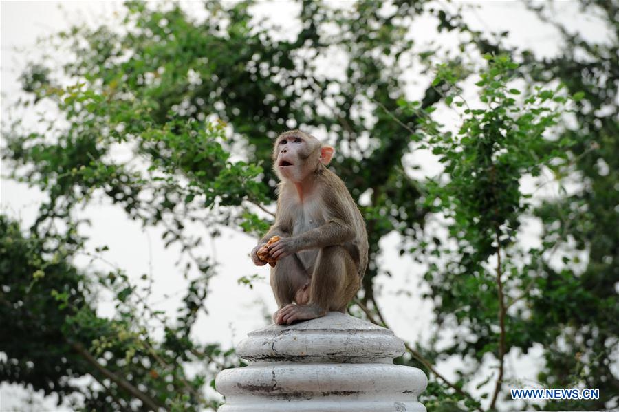 THAILAND-CHONBURI-MONKEY