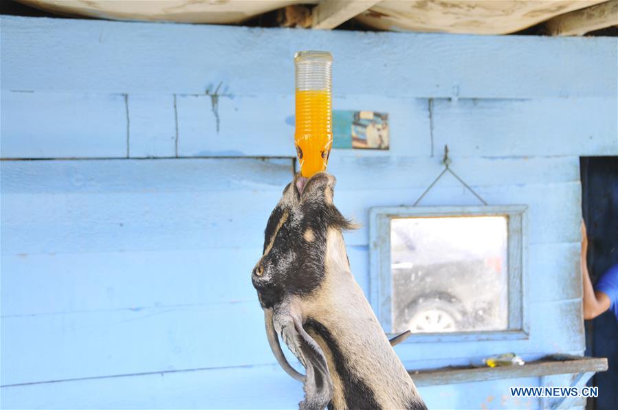 SUDAN-SUAKIN-STRANGE GOAT