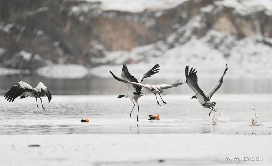 CHINA-TIBET-BLACK-NECKED CRANES (CN)