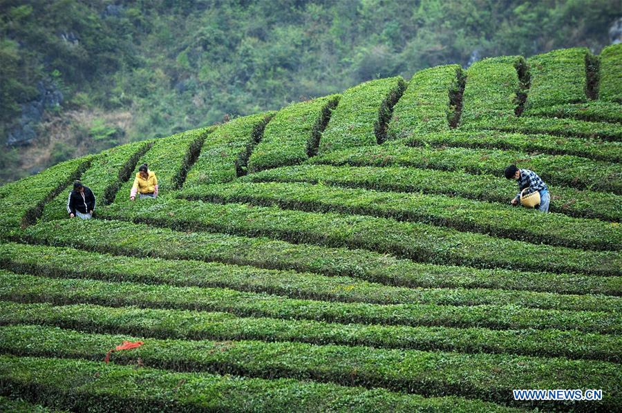 #CHINA-GUIZHOU-ANSHUN-TEA GARDEN (CN*)