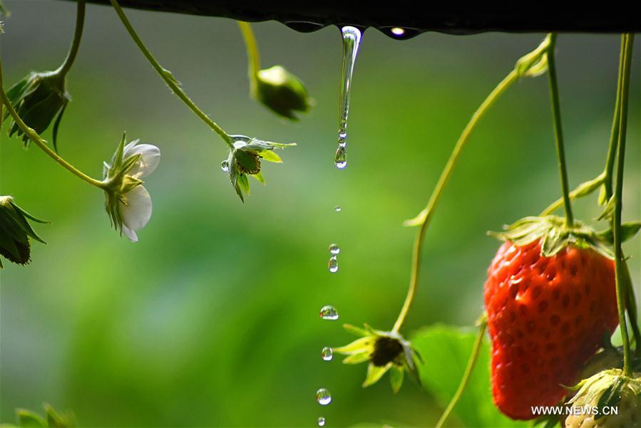 #CHINA-SHANDONG-IRRIGATION SYSTEM-WATER-SAVING (CN)