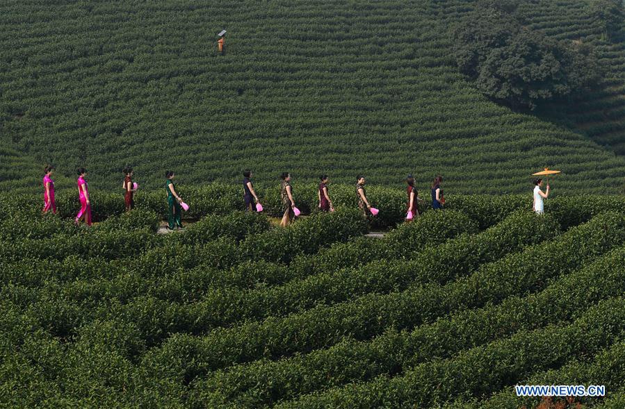 CHINA-ZHEJIANG-ANJI-TEA GARDEN (CN)