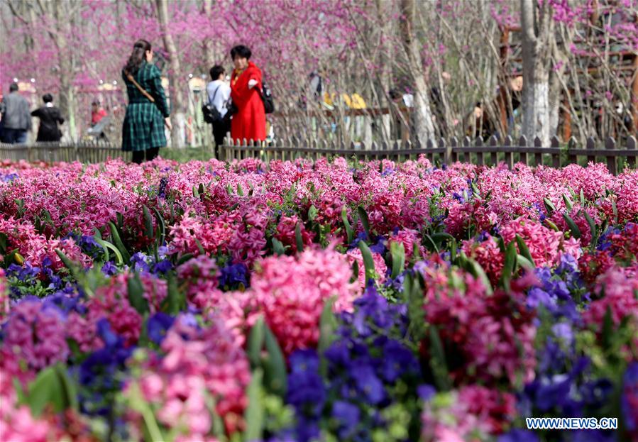 CHINA-SHANGHAI-SPRING-TOURISM (CN)