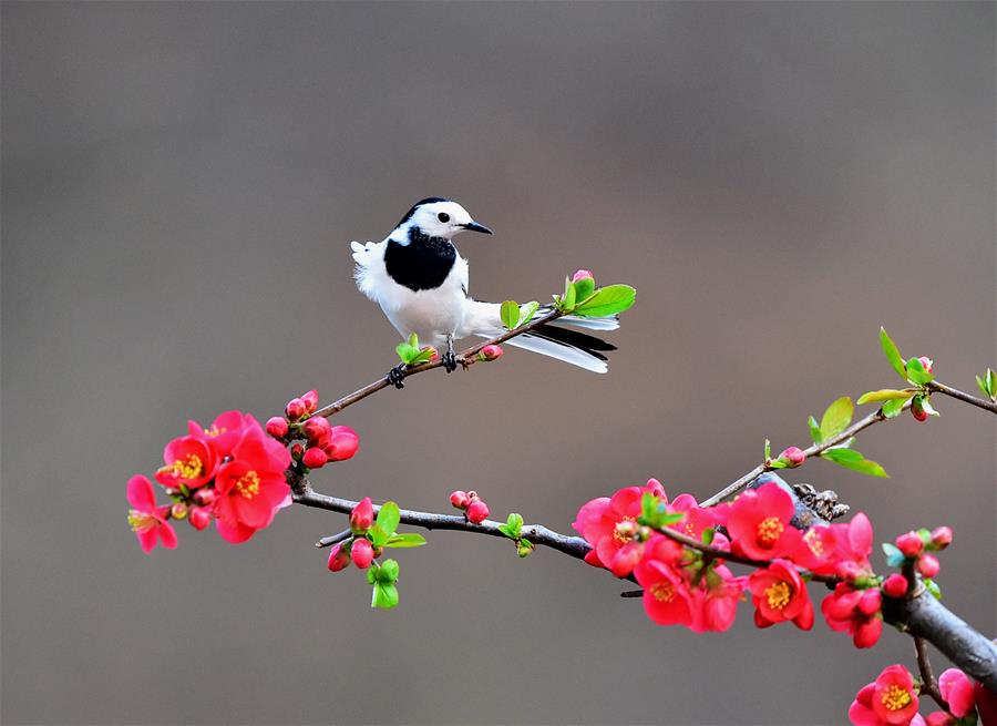 CHINA-SPRING-BIRDS (CN)