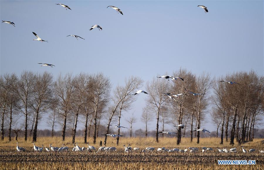 CHINA-JILIN-MOMOGE NATURE RESERVE-MIGRANT BIRDS (CN) 