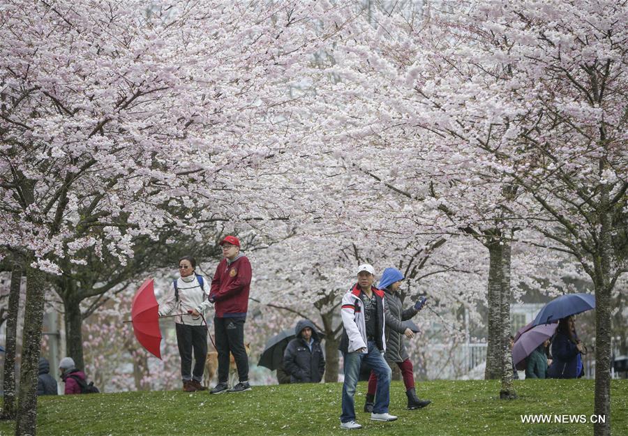 CANADA-RICHMOND-CHERRY BLOSSOM FESTIVAL