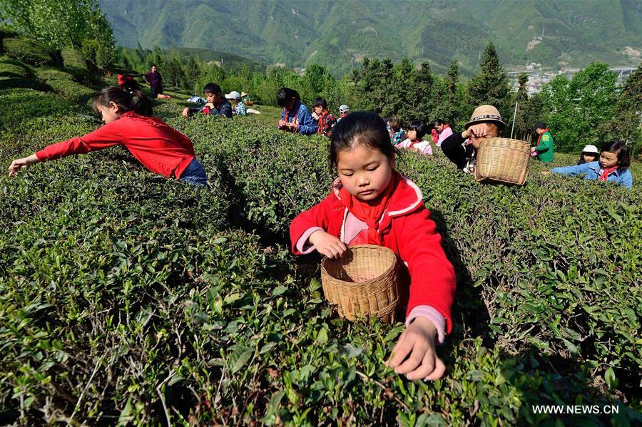 #CHINA-HUBEI-PUPILS-TEA PICKING (CN)