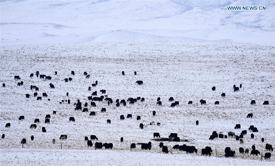 CHINA-QINGHAI-HAIYAN-YAK (CN)