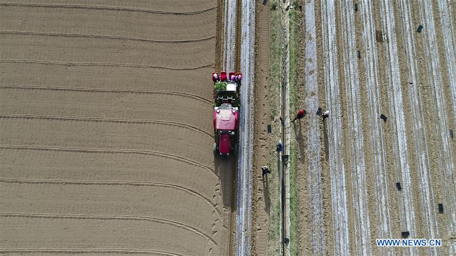 CHINA-NINGXIA-MODERNIZED AGRICULTURE (CN)