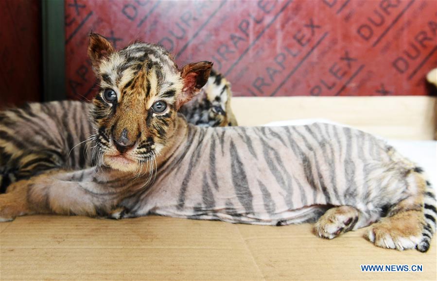 CHINA-HEILONGJIANG-HARBIN-SIBERIAN TIGER CUBS (CN)