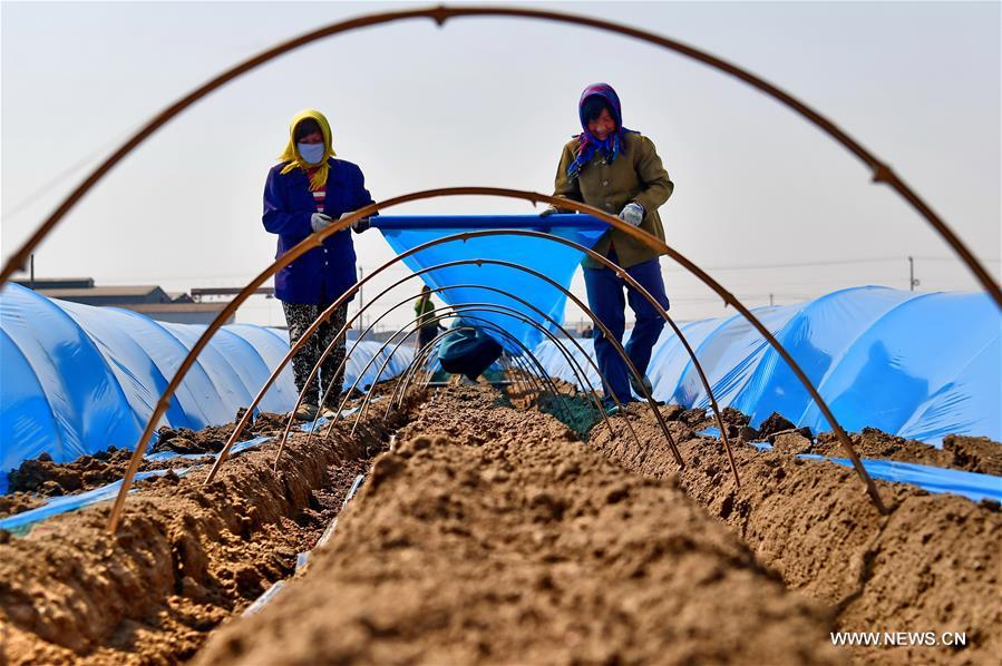 CHINA-HEBEI-TANGSHAN-FARM WORK (CN)