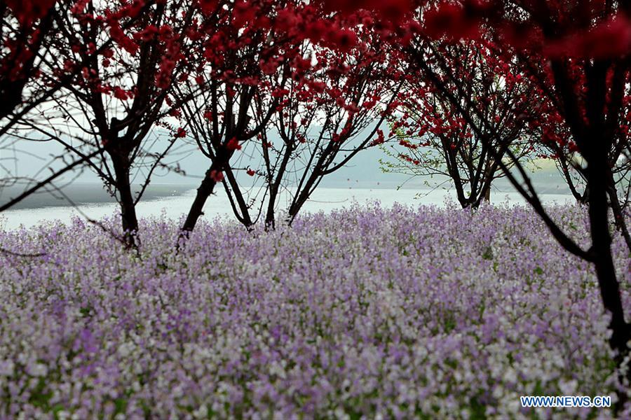 #CHINA-SPRING SCENERY-FLOWERS (CN)