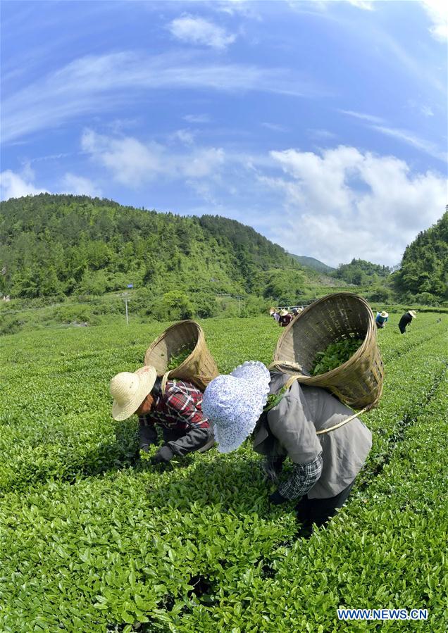 #CHINA-HUBEI-XUANEN-TEA PICKING (CN)