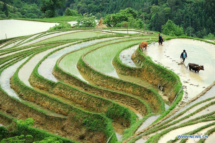 CHINA-GUIZHOU-RONGJIANG-TERRACE SCENERY (CN)