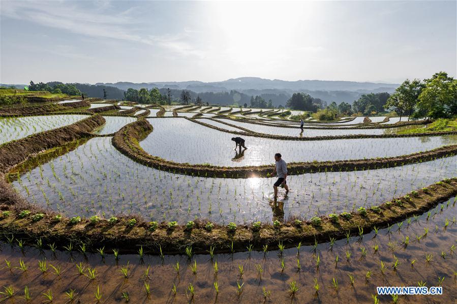 #CHINA-EARLY SUMMER-FARM WORK(CN)