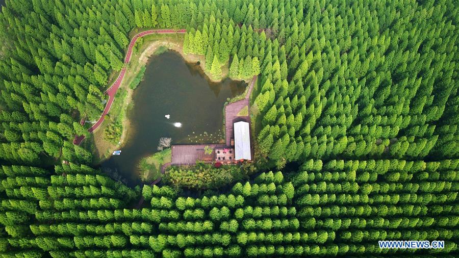 #CHINA-JIANGSU-FOREST-PARK-SCENERY (CN)