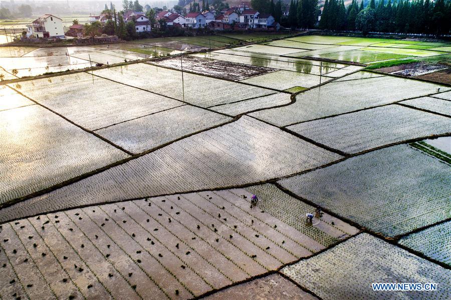 #CHINA-SHAANXI-MIANXIAN COUNTY-PADDY RICE PLANTING (CN*)