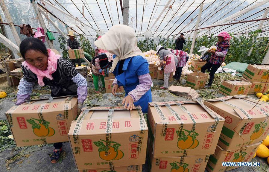 CHINA-YUNNAN-XUNDIAN-MUSKMELON-HARVEST (CN)