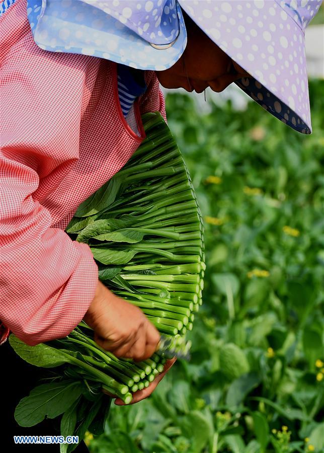 CHINA-HENAN-XIHUA-VEGETABLE-HARVEST (CN)