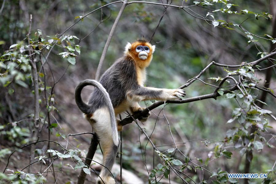 #CHINA-GANSU-GOLDEN MONKEY (CN*)