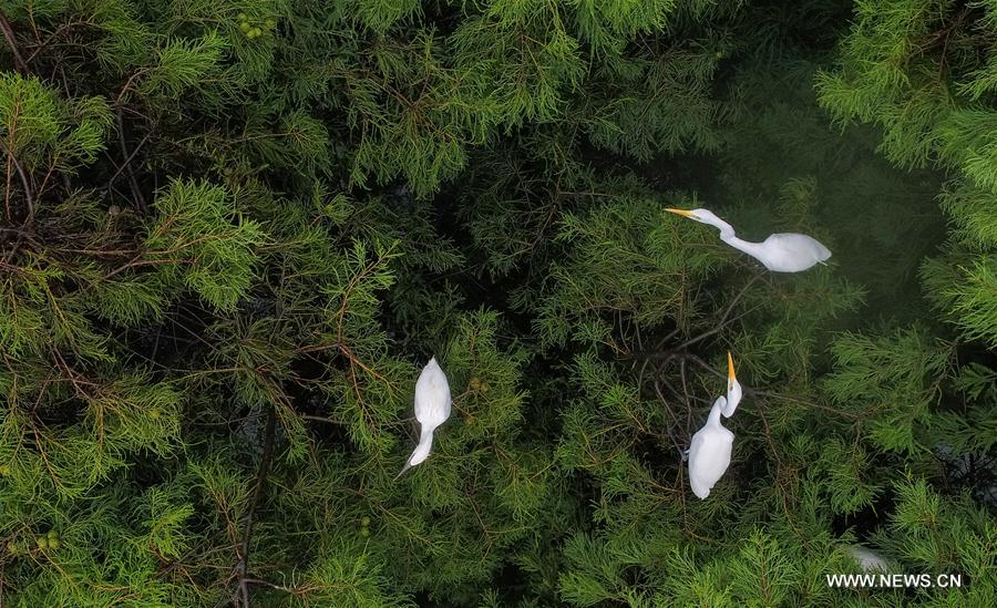 CHINA-ANHUI-EGRETS(CN)