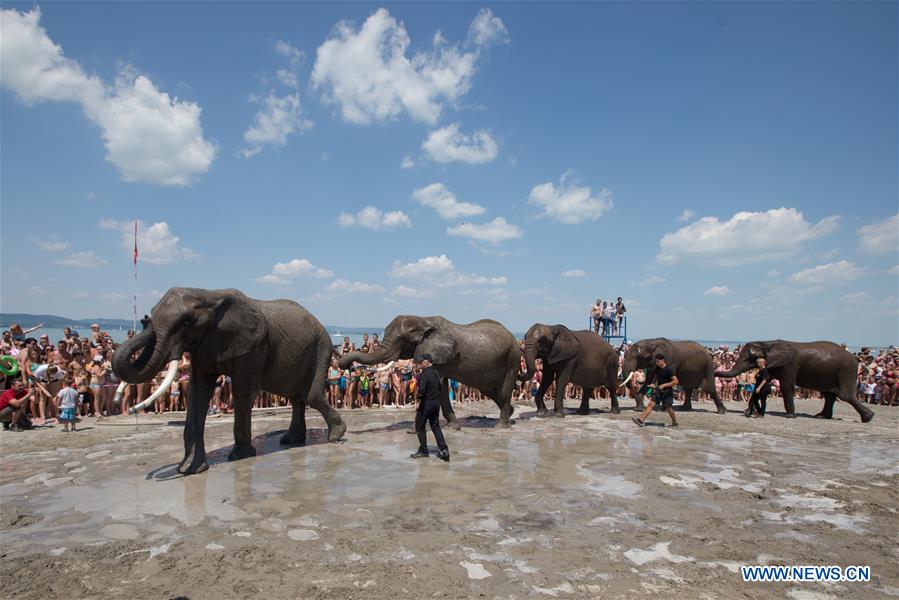 HUNGARY-BALATONLELLE-SUMMER-CIRCUS-ELEPHANT