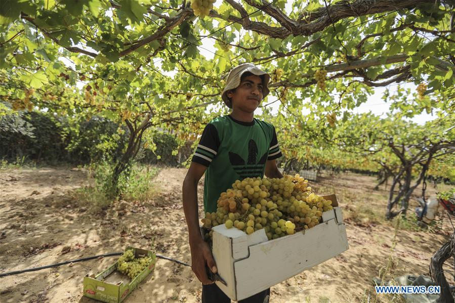 MIDEAST-GAZA-GRAPES-HARVEST