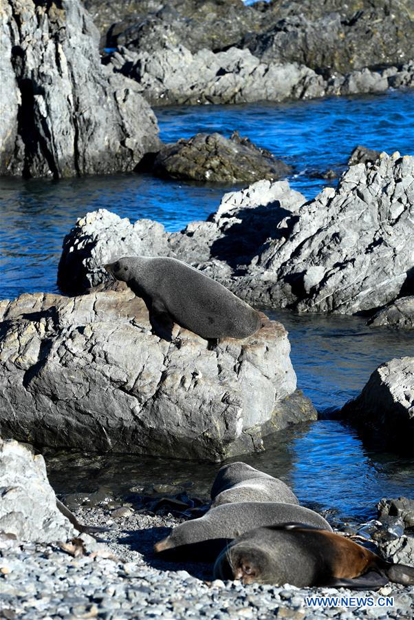 NEW ZEALAND-WELLINGTON-NEW ZEALAND FUR SEALS