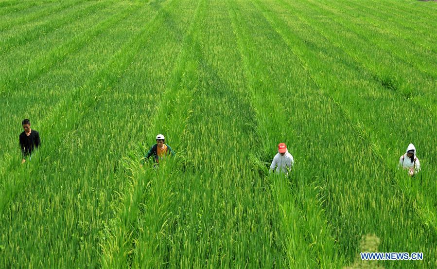 #CHINA-GUIZHOU-CENGONG-AGRICULTURE-RICE (CN)*