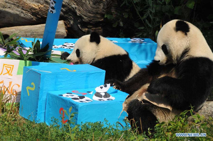 AUSTRIA-VIENNA-GIANT PANDA-BIRTHDAY