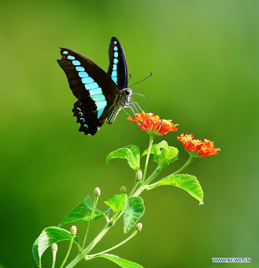 CHINA-FUZHOU-INSECT-FLOWER(CN)