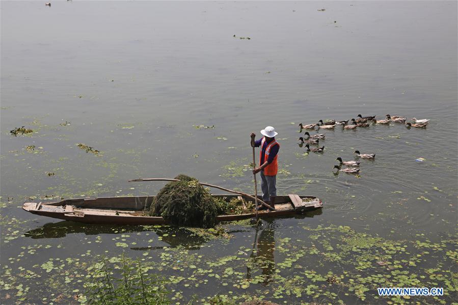 INDIAN-CONTROLLED KASHMIR-SRINAGAR-DAL LAKE-POLLUTION-CLEANING DRIVE