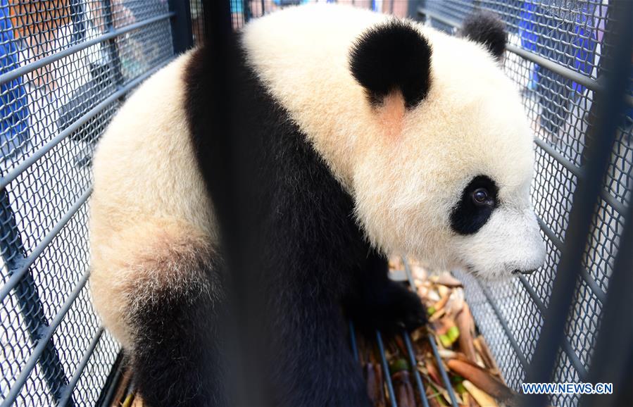 CHINA-CHANGCHUN-GIANT PANDAS-TRANSPORT (CN)