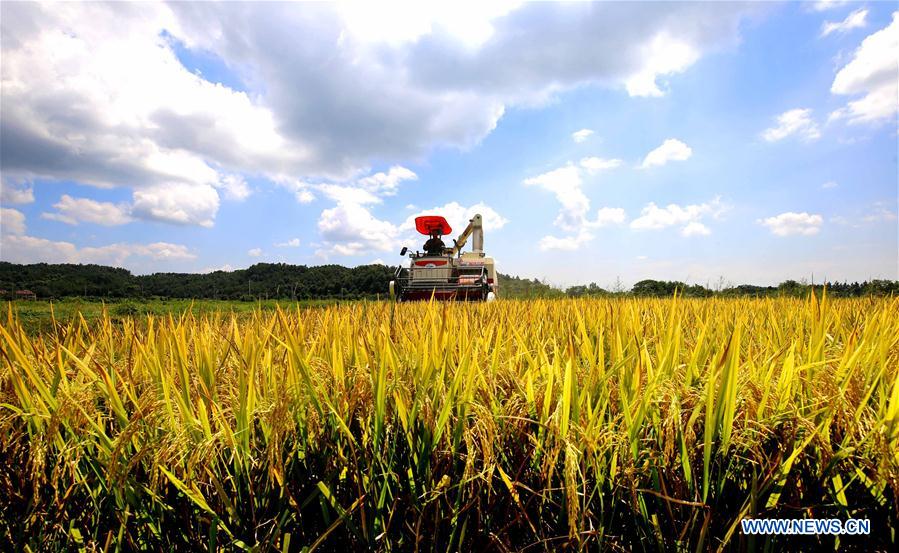 #CHINA-JIANGXI-AGRICULTURE-HARVEST (CN)