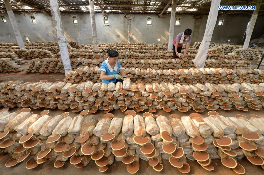 CHINA-SHAHE-LINGZHI MUSHROOM-ECONOMY (CN)