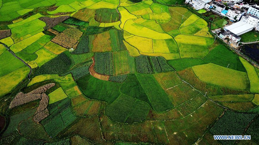 CHINA-GUANGXI-LONGLIN-AUTUMN SCENERY (CN)