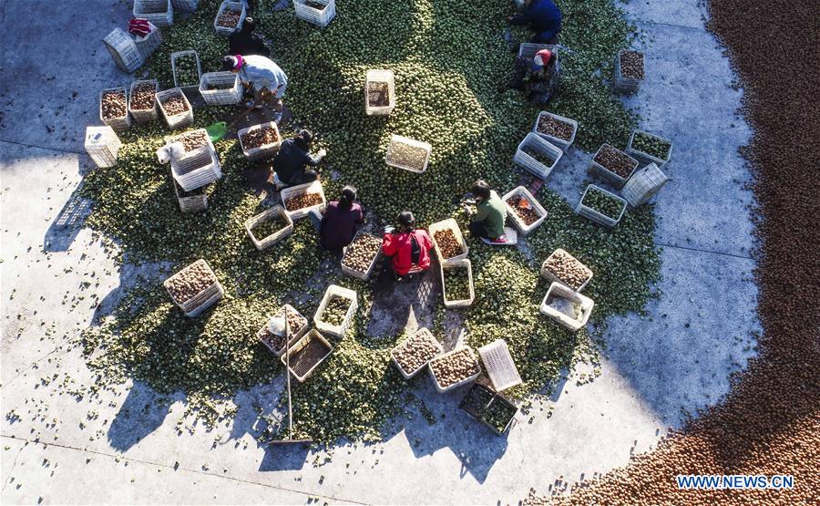 #CHINA-HEBEI-WALNUT-HARVEST (CN)