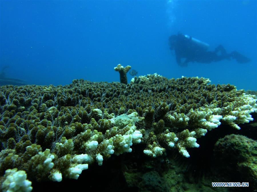 CHINA-HAINAN-CORAL REEF-PROTECTION (CN)