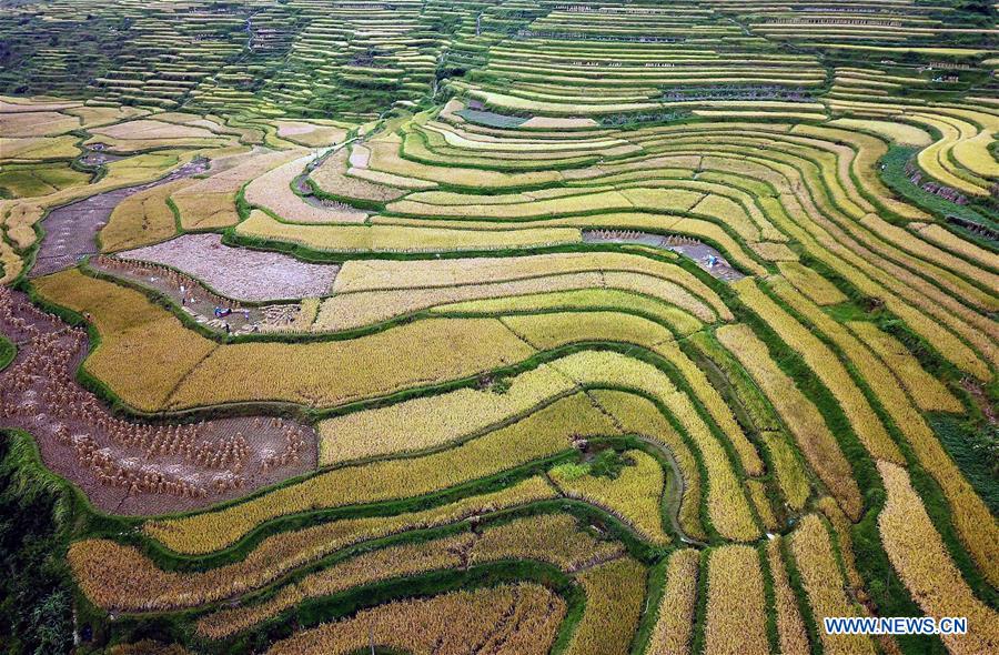 #CHINA-TERRACED FIELDS-AUTUMN SCENERY(CN)