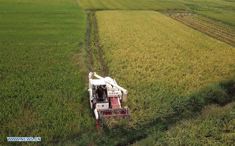 CHINA-JIANGXI-RICE-HARVEST (CN)