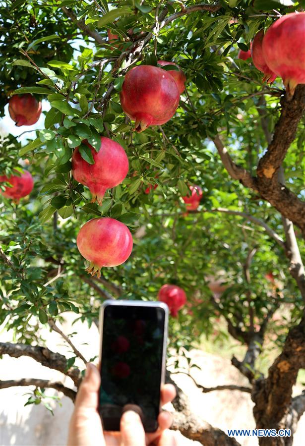 #CHINA-SHANDONG-POMEGRANATE-HARVEST (CN)